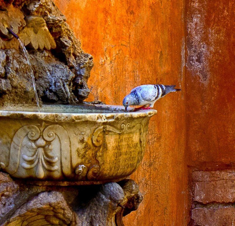 Pigeon Drinking from Fountain — Orange