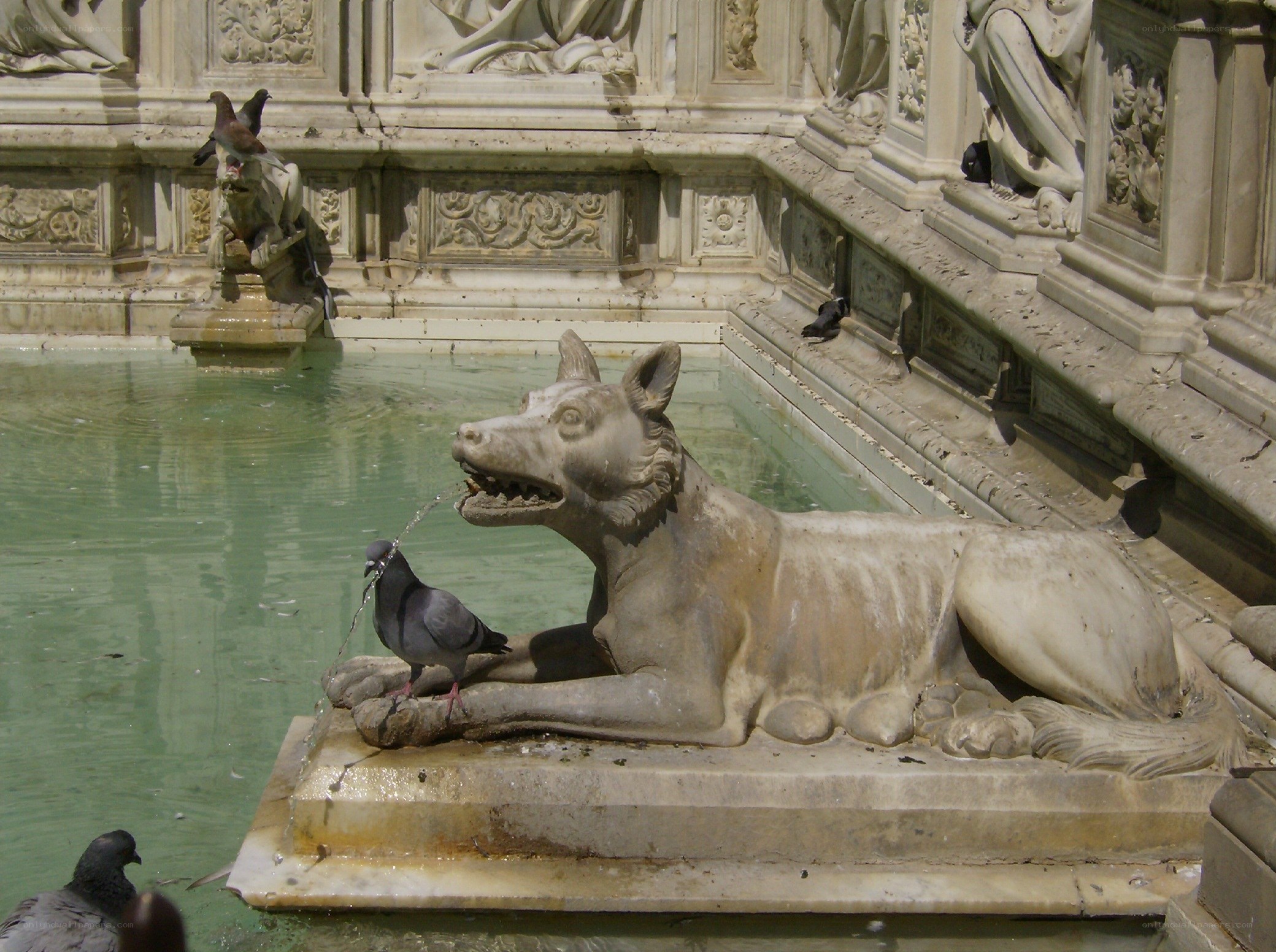 Pigeon drinking from fountain