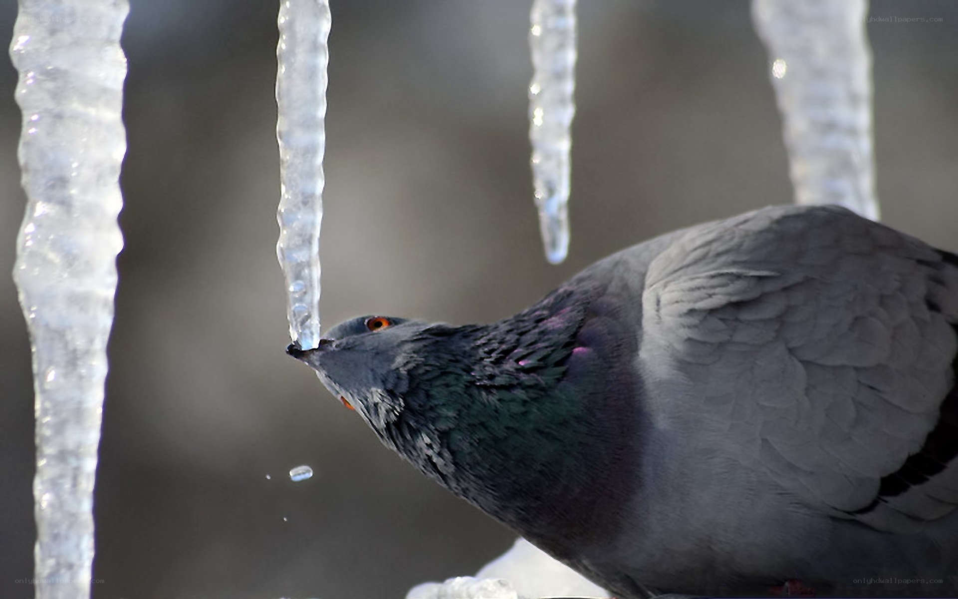 pigeon drinking from icicle
