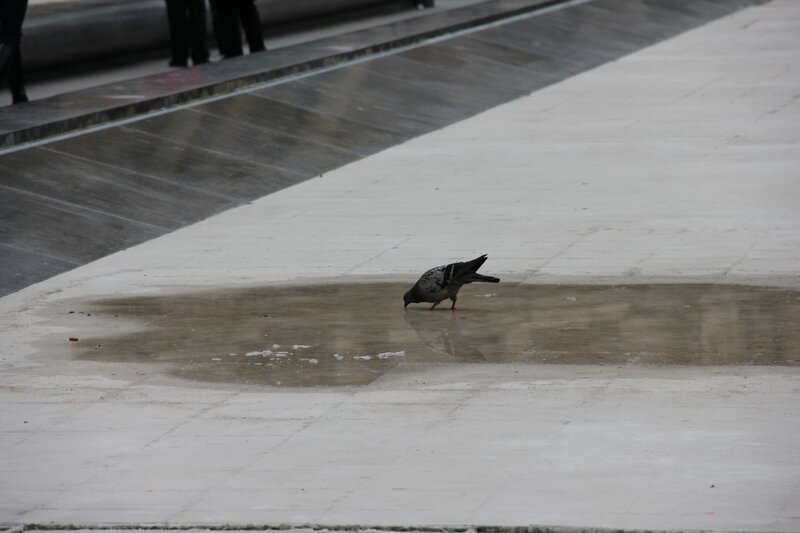 Pigeon drinking from puddle
