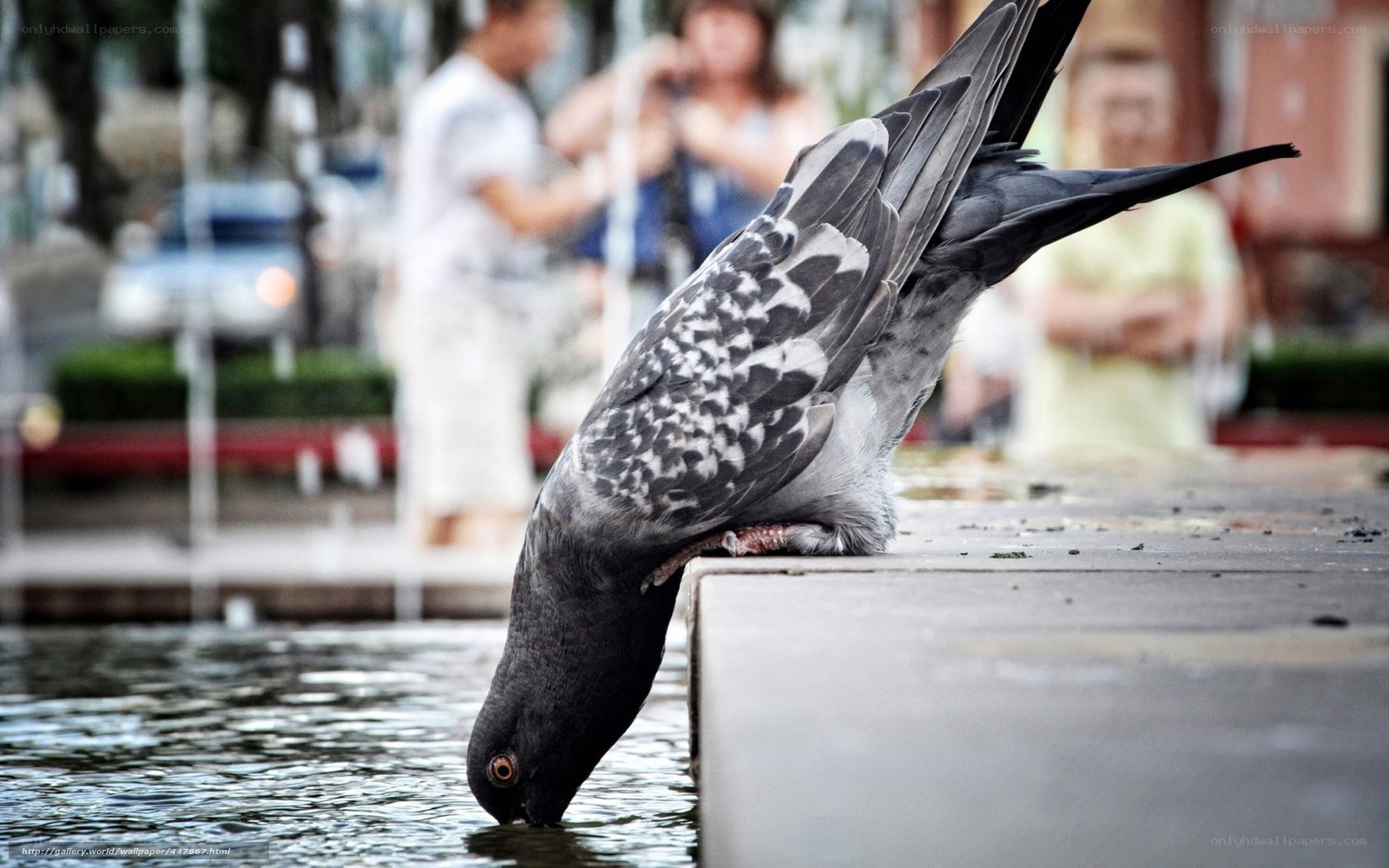 pigeon drinking from water