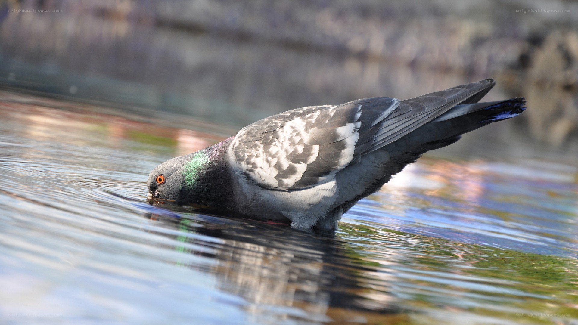 pigeon drinking from water
