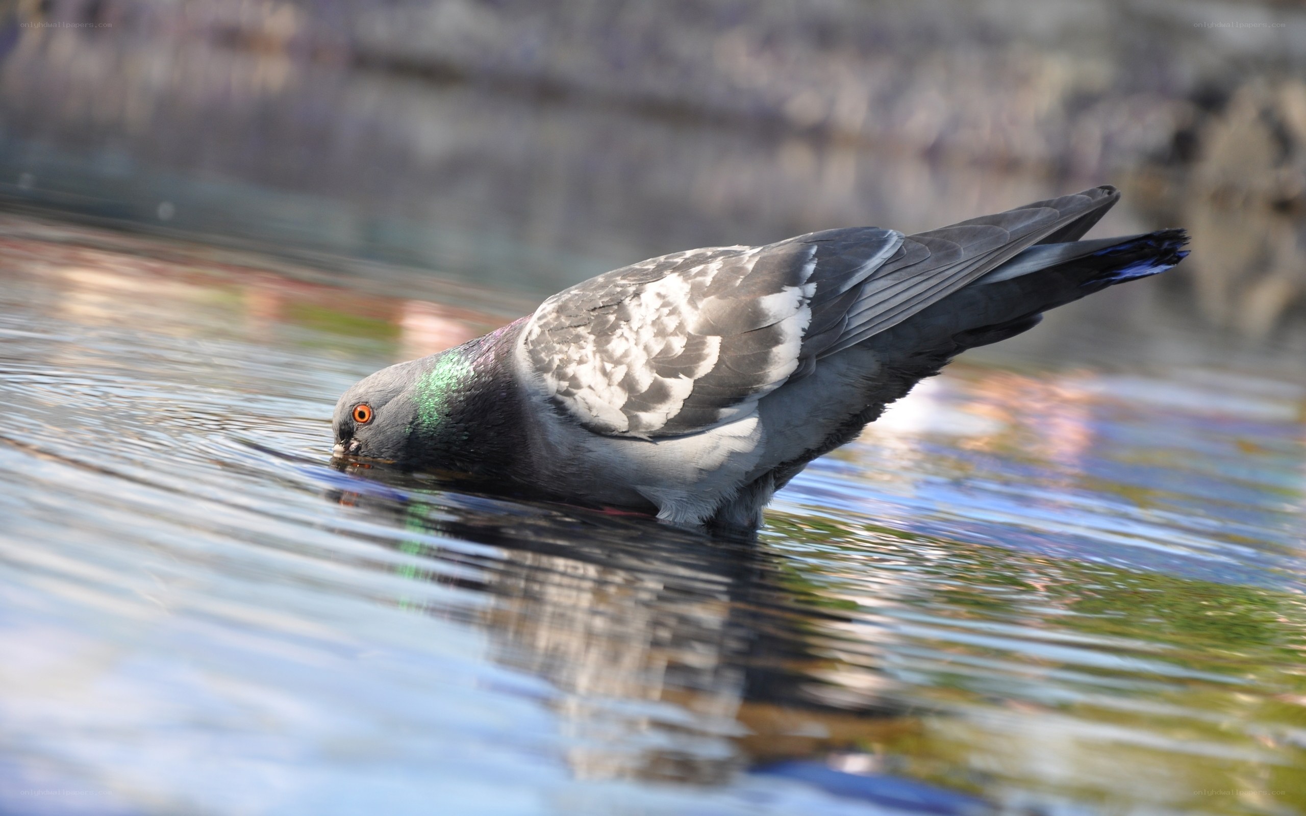 Pigeon drinking from water