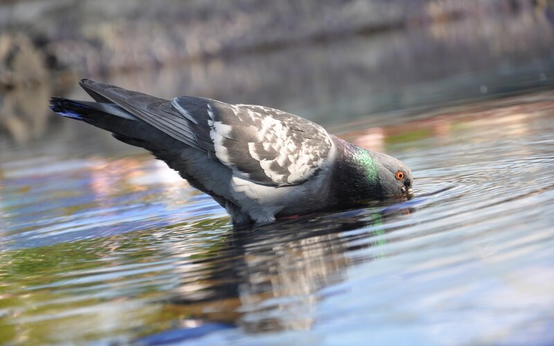 Pigeon Drinking Water — Gray, Calm, Afternoon