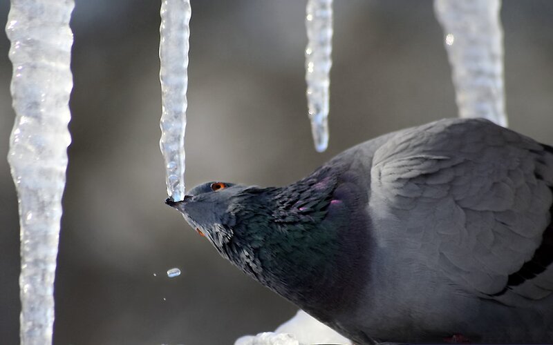Pigeon Drinking Water — Gray, Calm