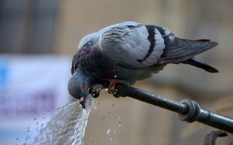 Pigeon Drinking Water — Gray