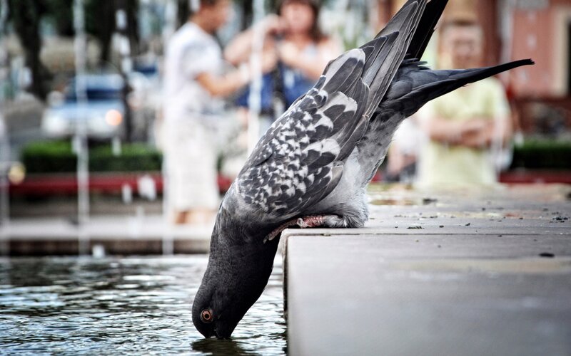 Pigeon Drinking Water