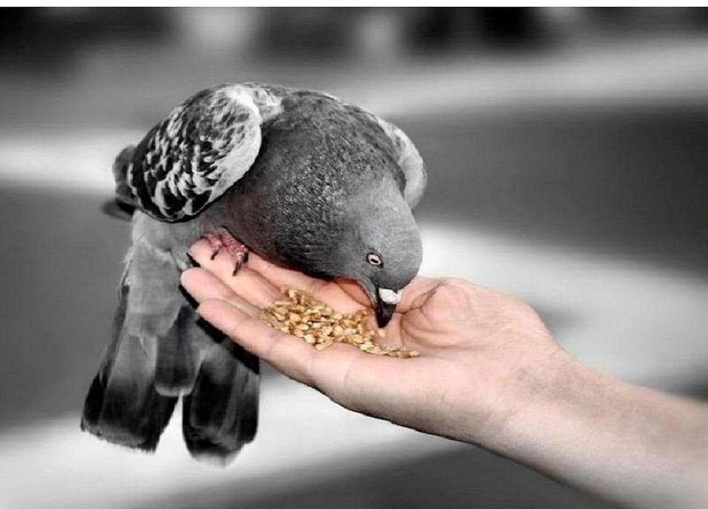 Pigeon Eating from Hand — Gray