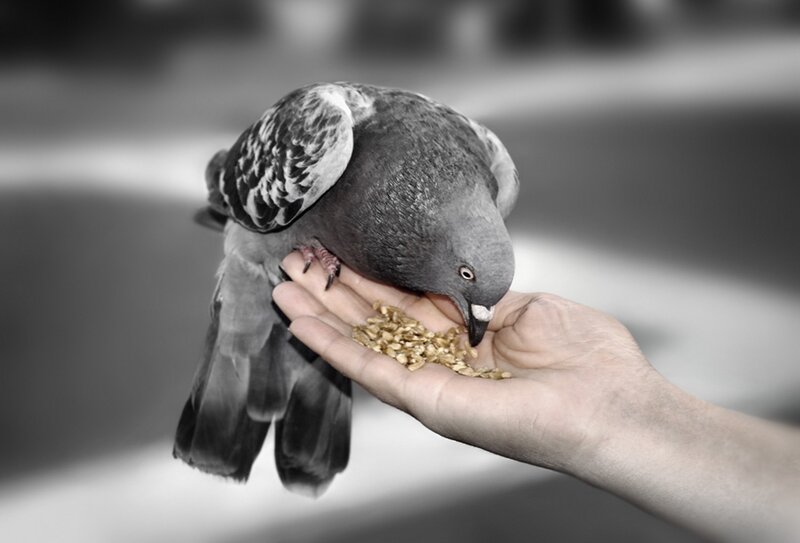 Pigeon Eating from Hand