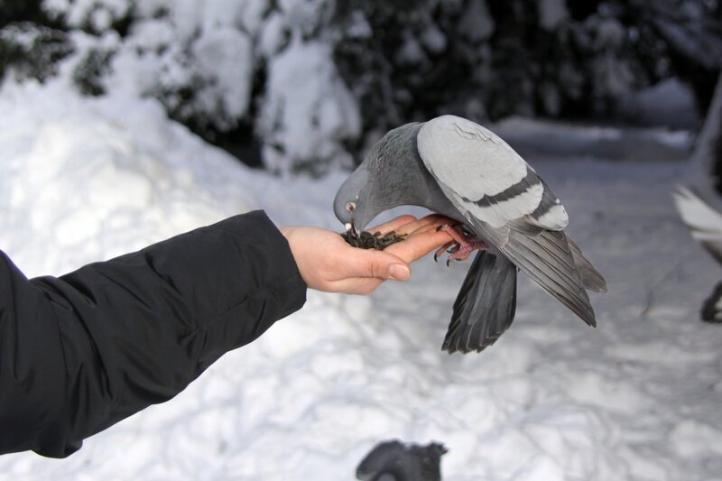 Pigeon Eating from Hand — White