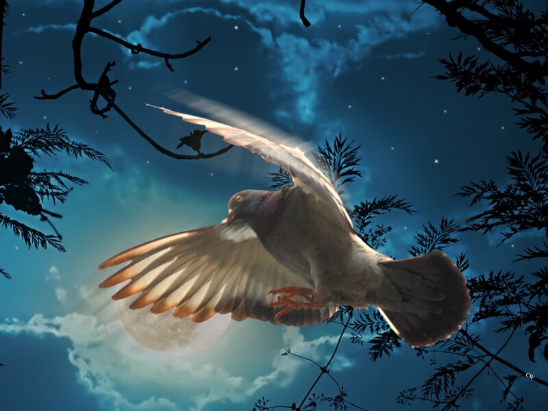 Pigeon Flying at Night — Blue, Serene