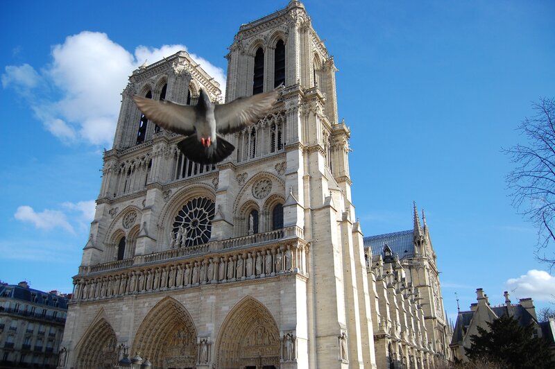 Pigeon flying in front of Notre Dame
