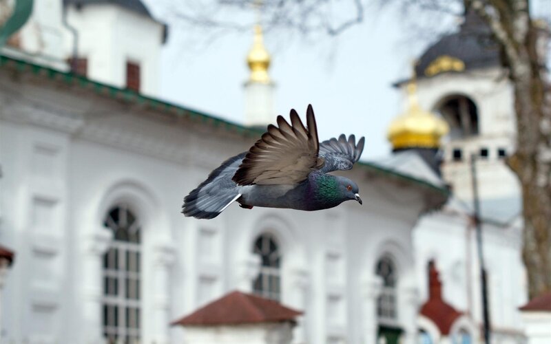 Pigeon flying near church