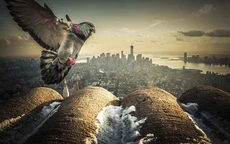 Pigeon Flying over City — Brown