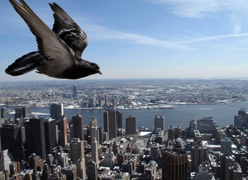 pigeon flying over city
