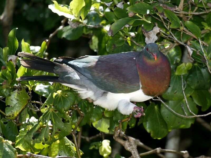 pigeon in a leafy tree