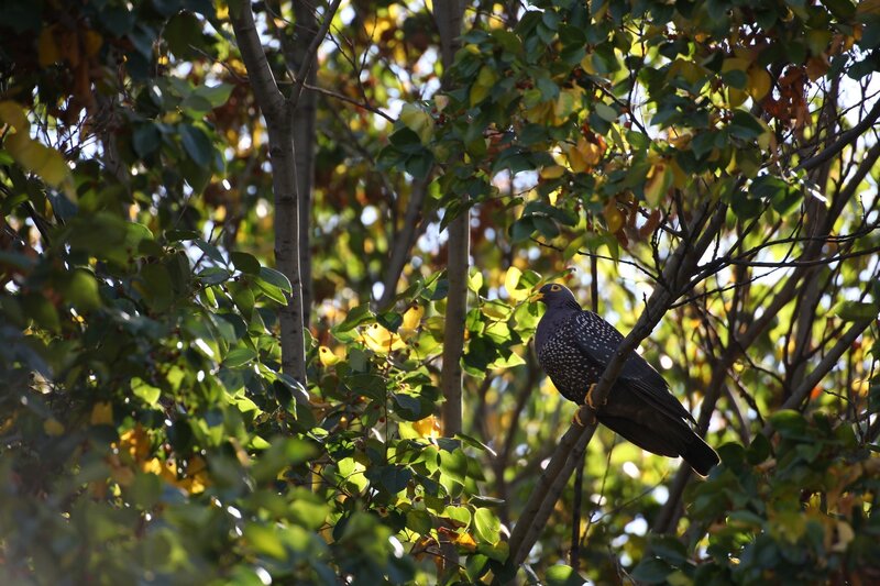 Pigeon in a leafy tree