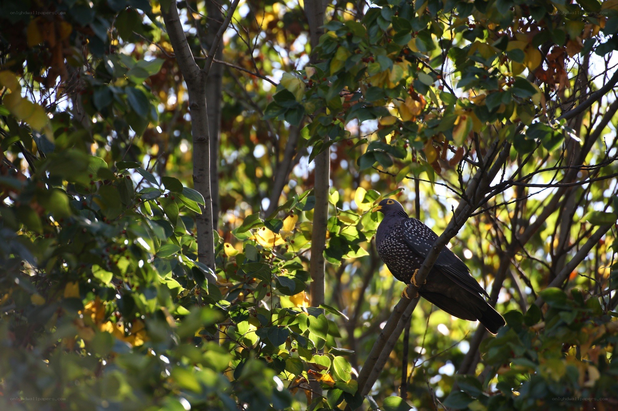 Pigeon in a leafy tree