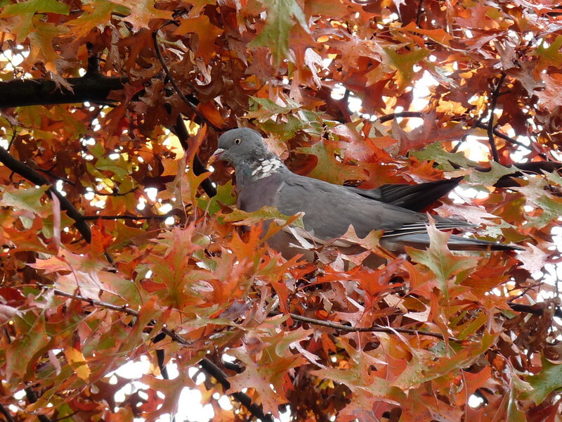Pigeon in Autumn Leaves — Orange