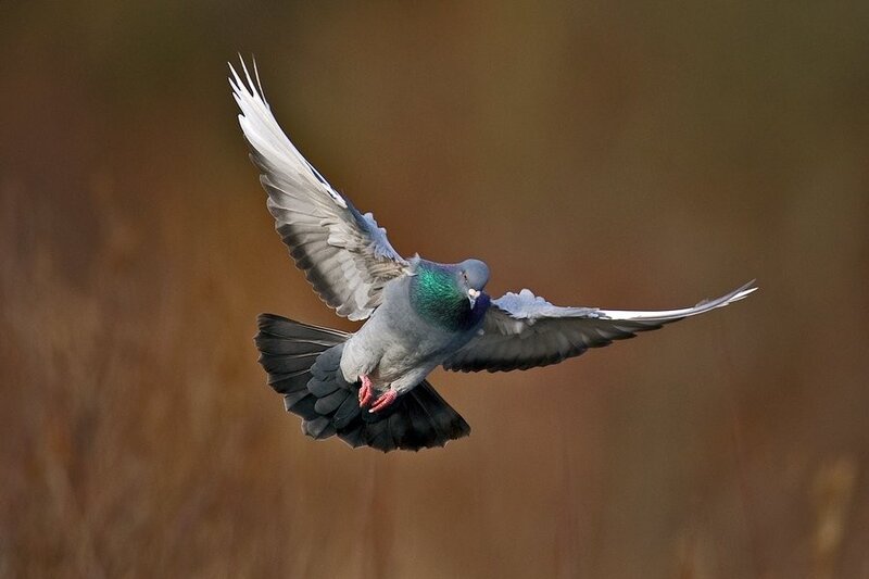 pigeon in flight