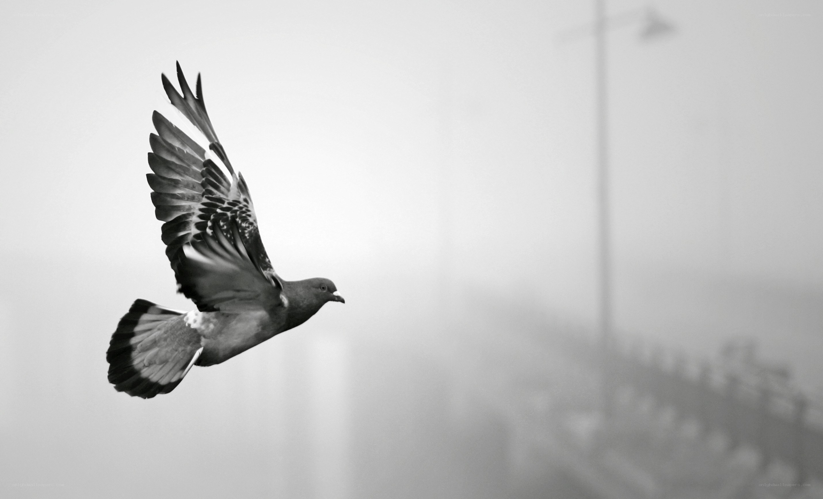 pigeon in flight