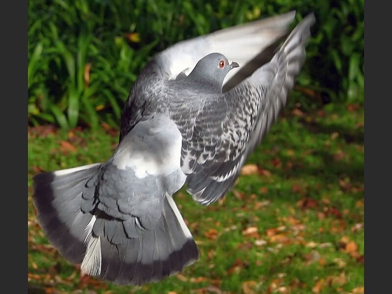 Pigeon in flight