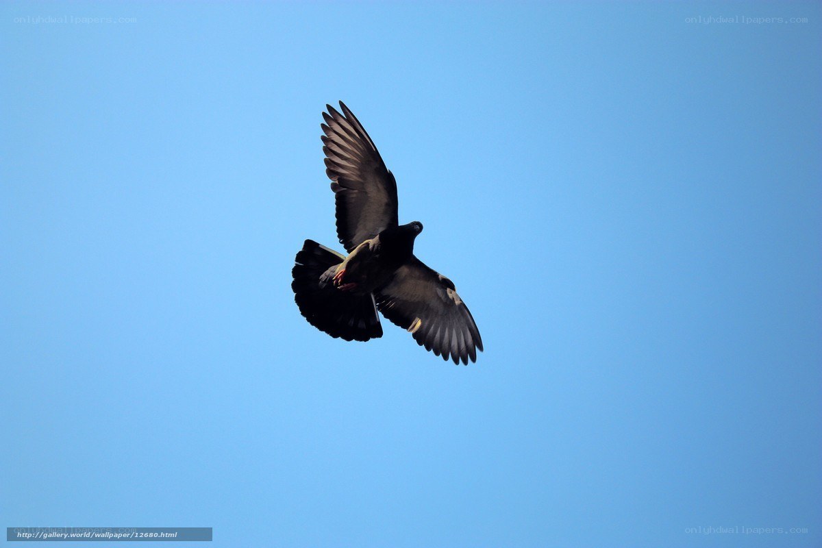 Pigeon in flight against blue sky