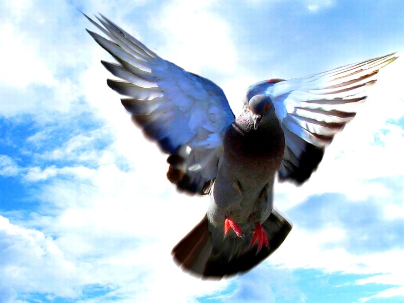 pigeon in flight against sky