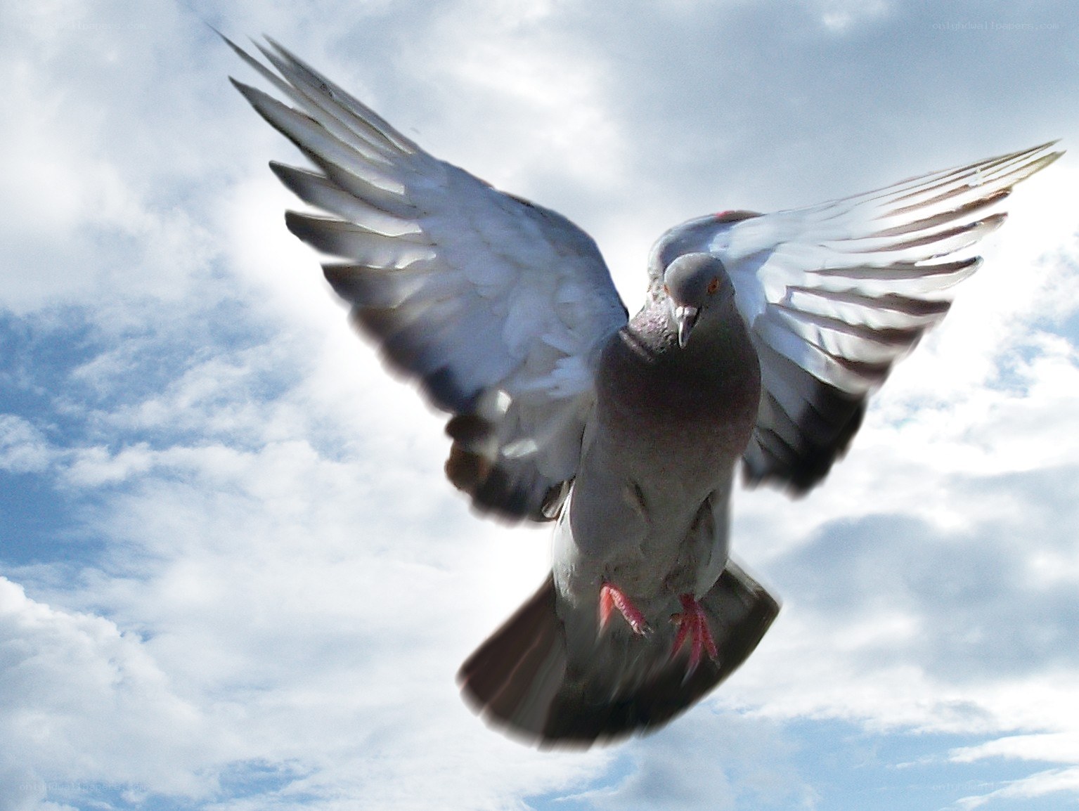 pigeon in flight against sky