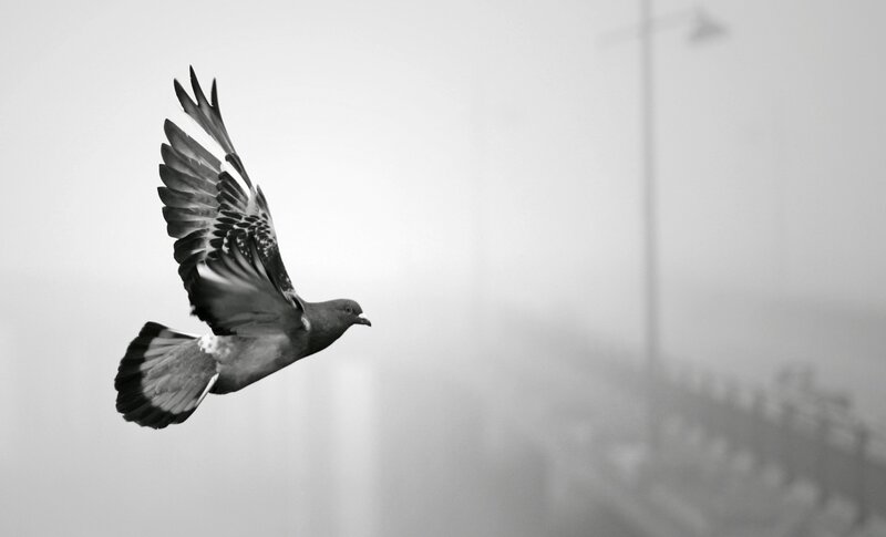 Pigeon in Flight — Black, Serene