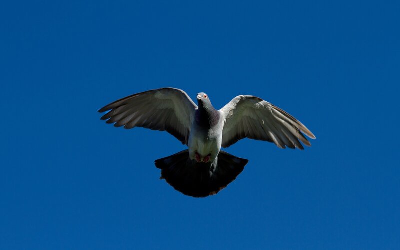 Pigeon in Flight — Blue, Serene