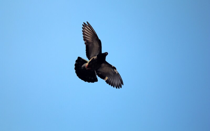 Pigeon in Flight — Blue