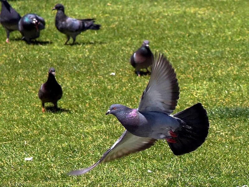 Pigeon in Flight — Green