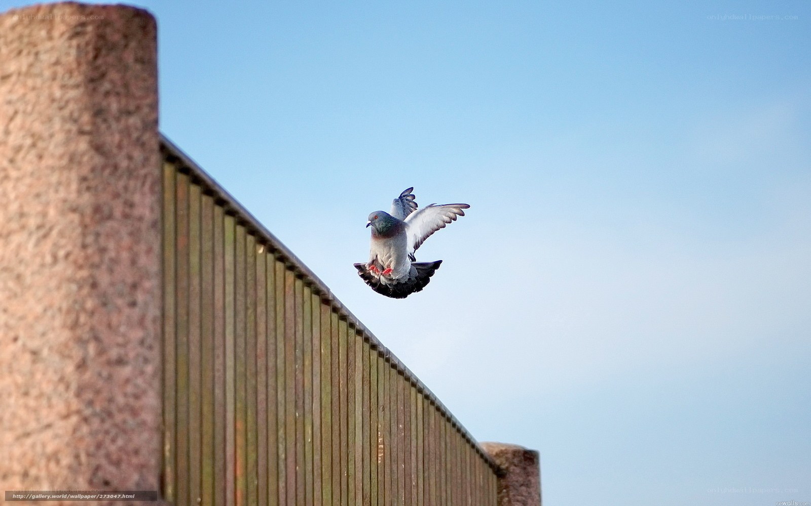 pigeon in flight over fence