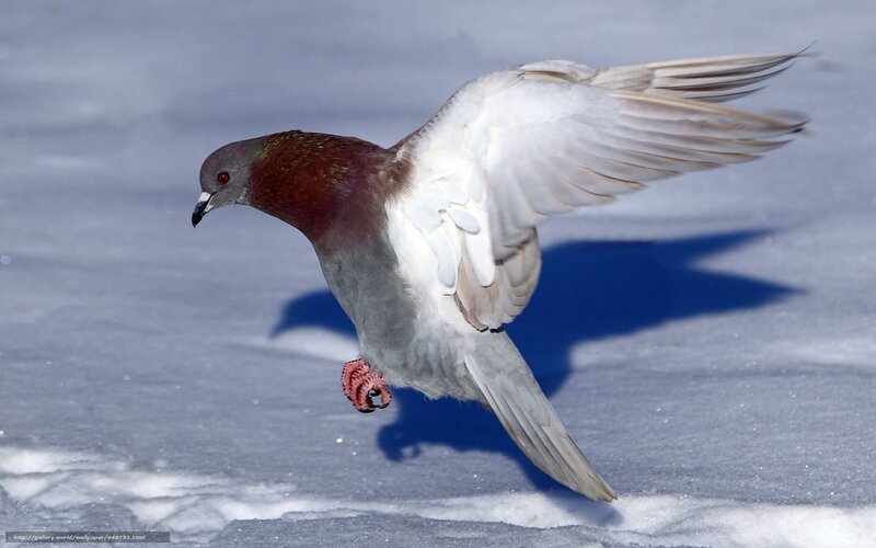 Pigeon in Flight — White, Dynamic