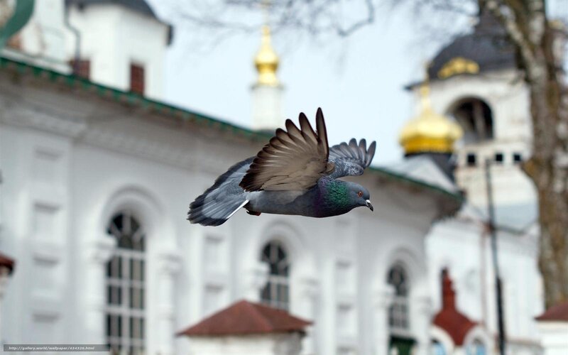 Pigeon in Flight — White