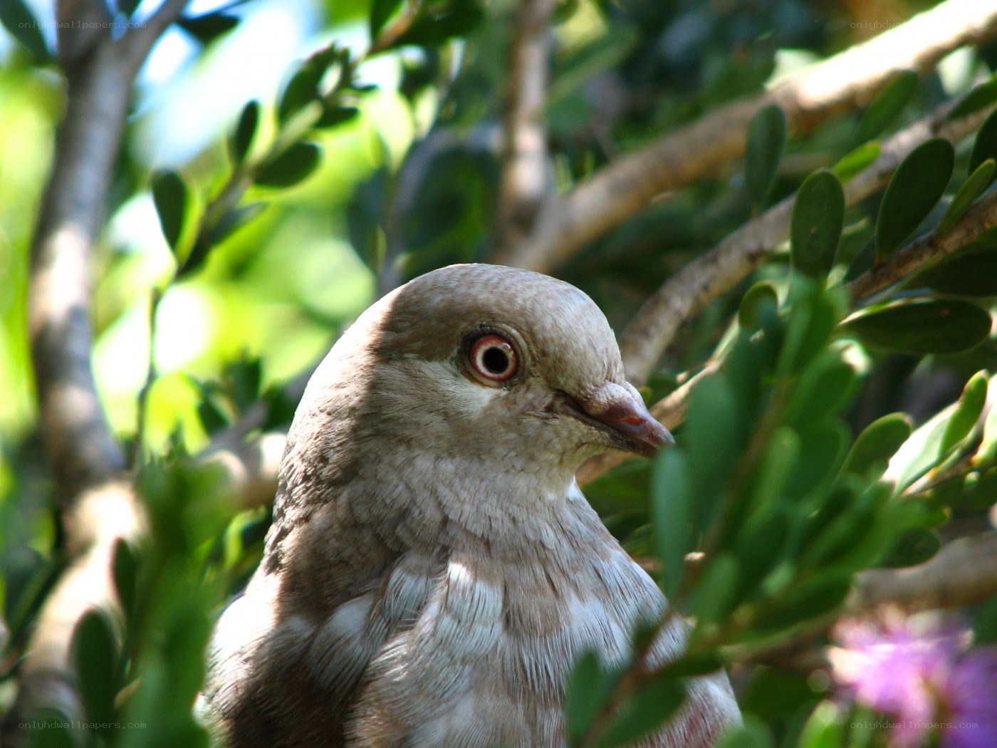 pigeon in green foliage