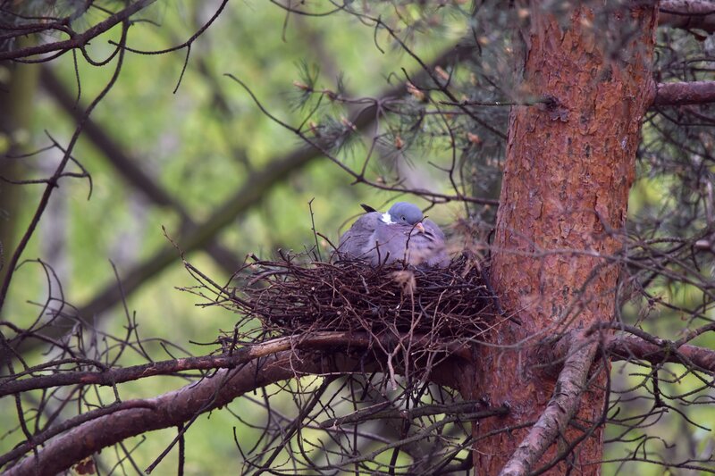 Pigeon in Nest — Brown