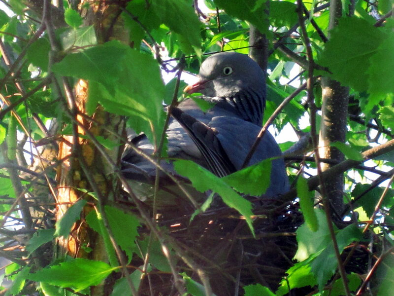 Pigeon in Nest — Green