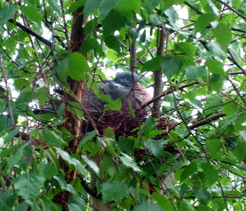 Pigeon in Nest