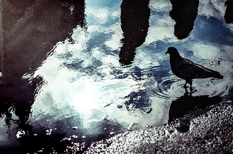 Pigeon in Puddle