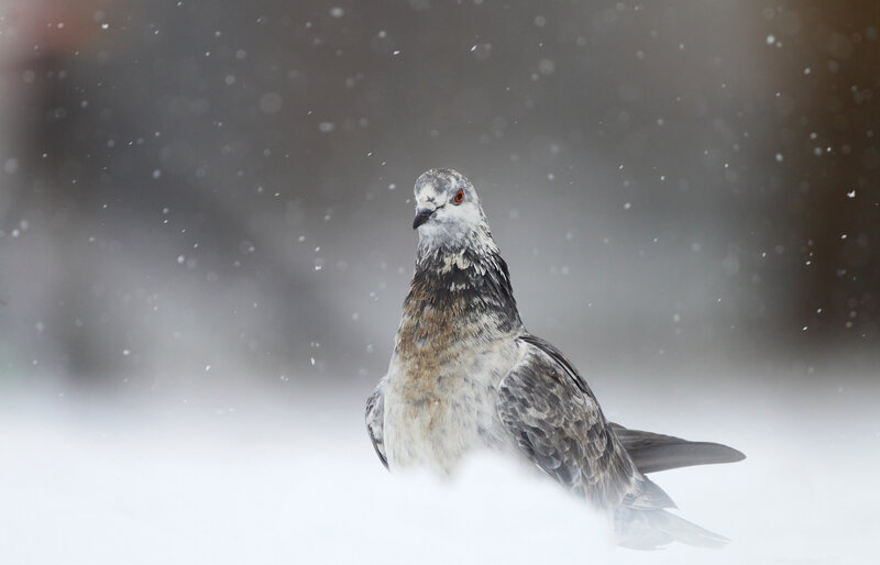 Pigeon in Snow