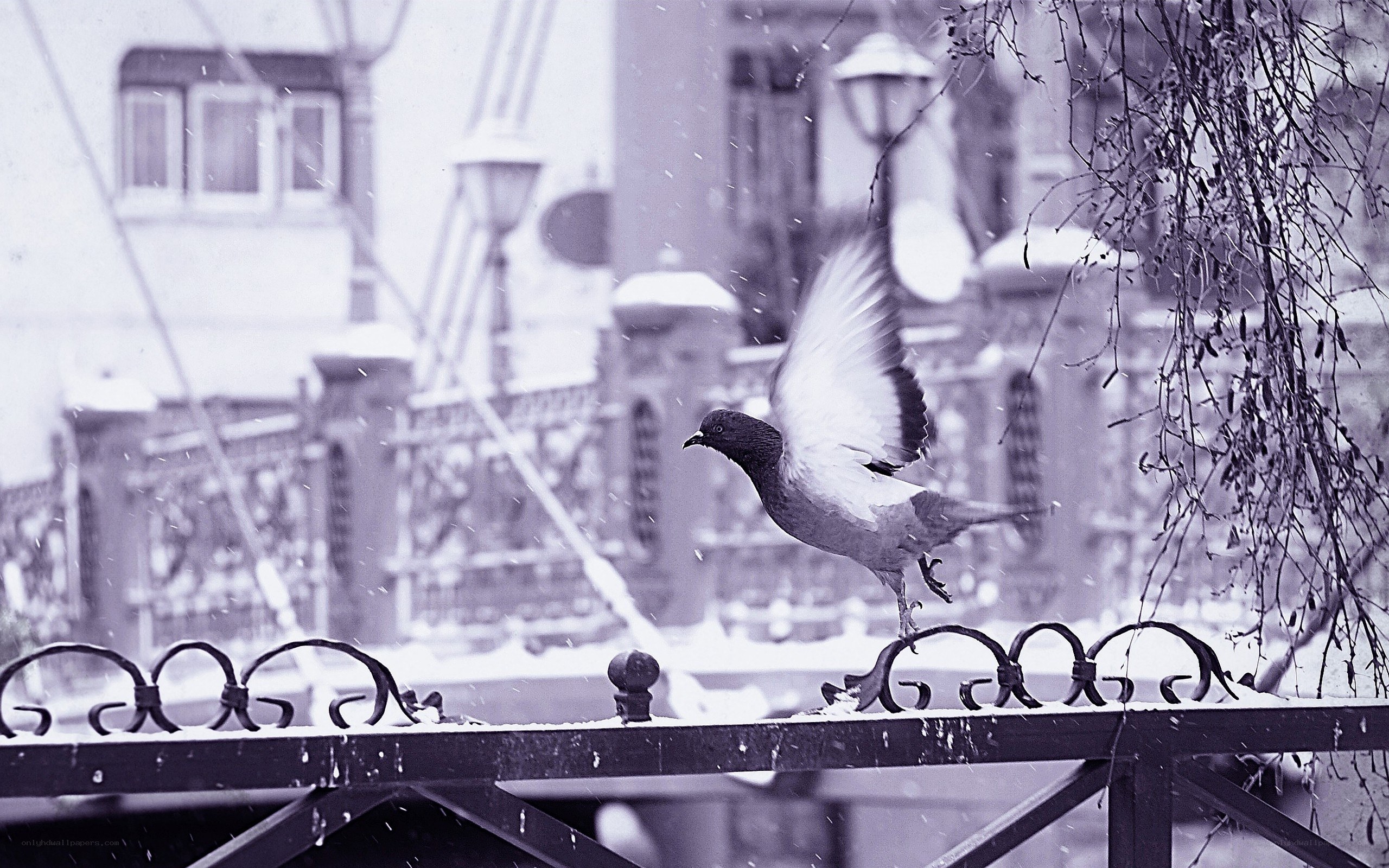 Pigeon in Snowy City