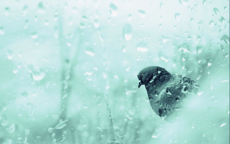 Pigeon in the rain