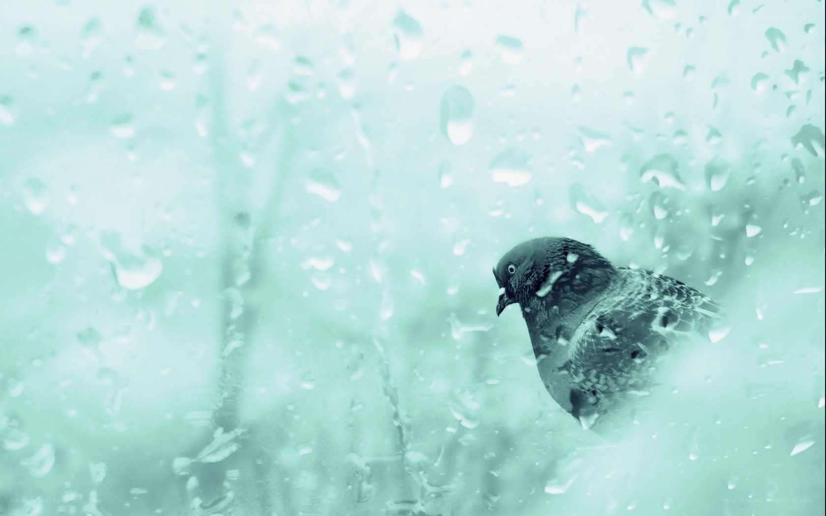 Pigeon in the rain