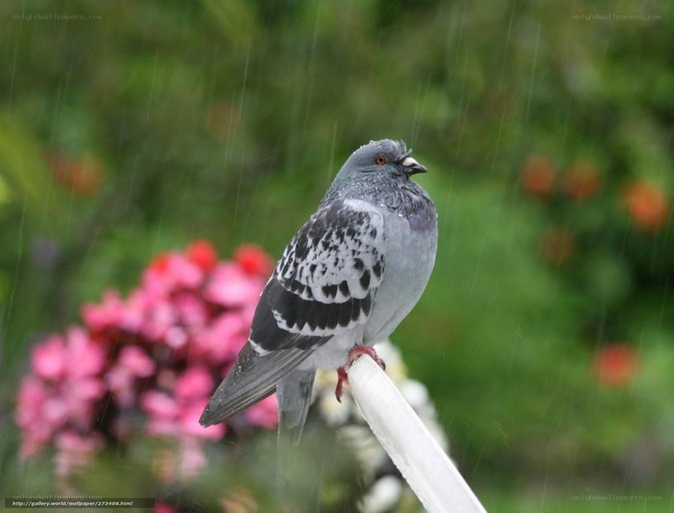 Pigeon in the rain
