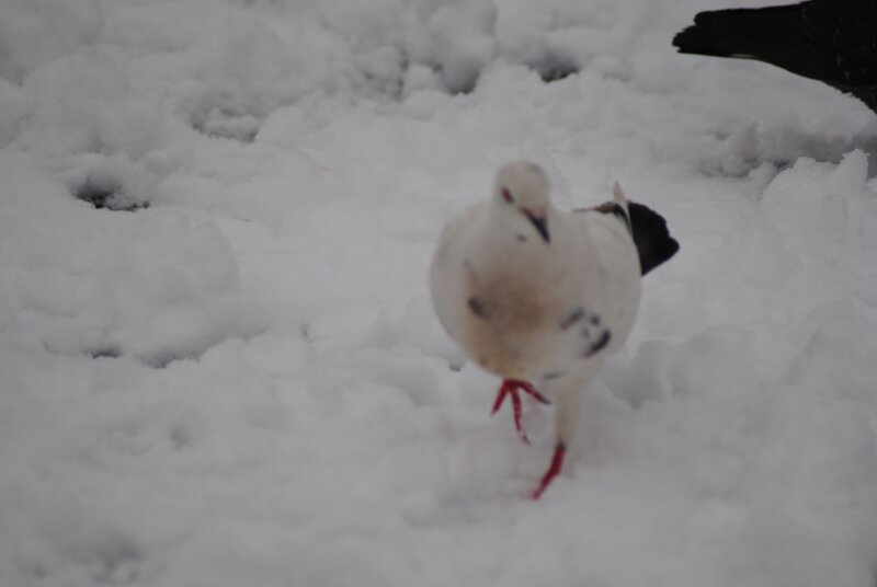 pigeon in the snow