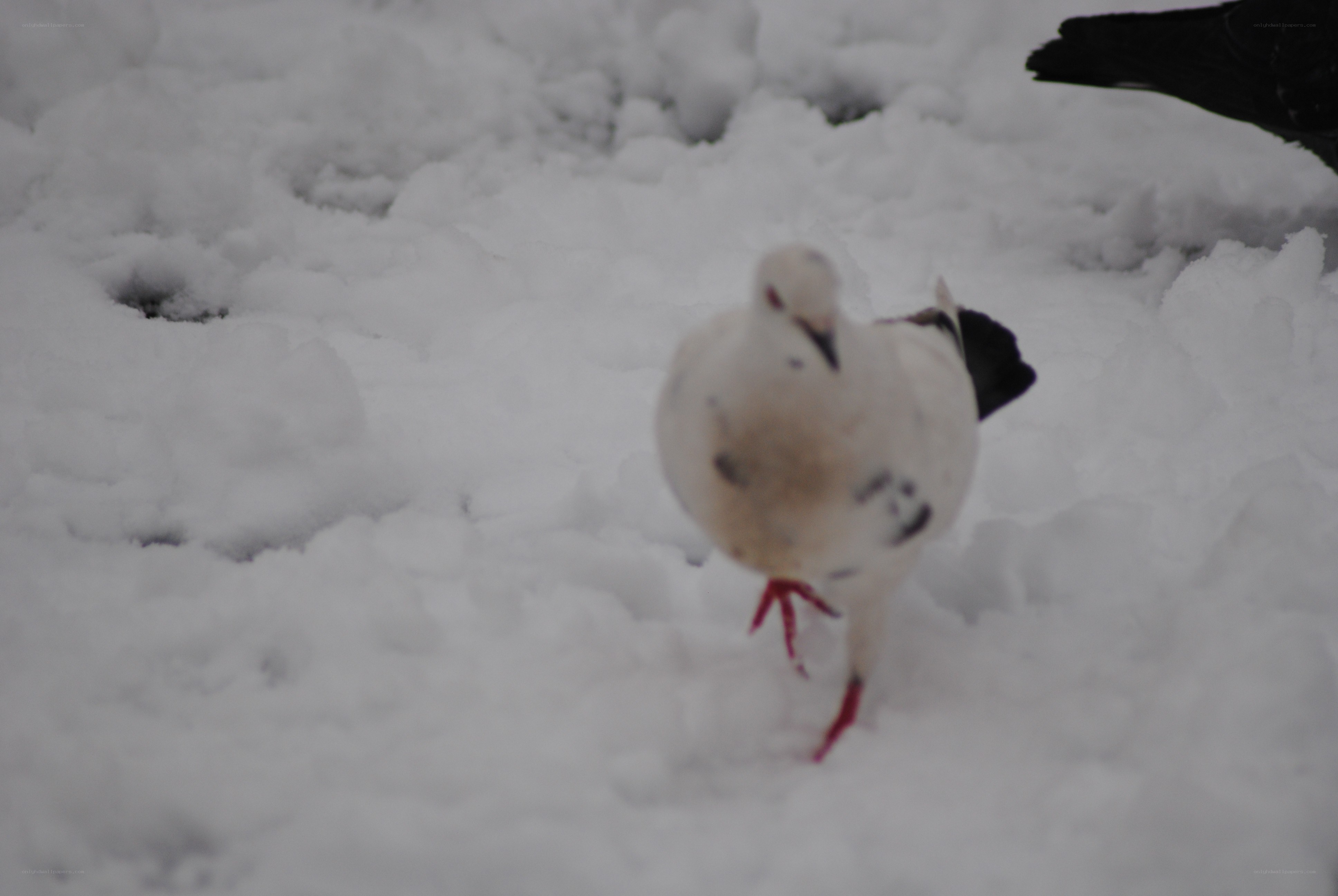 pigeon in the snow