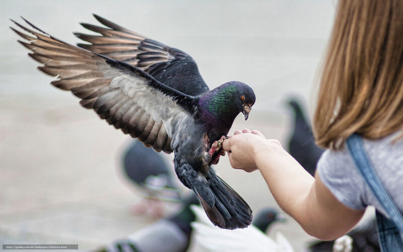 Pigeon Landing on Hand — Gray, Calm