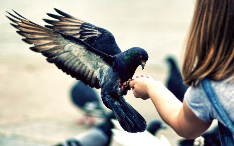 Pigeon Landing on Hand — Gray